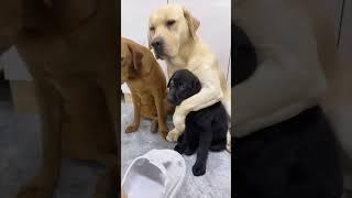 Watch the older Labrador Retriever protecting his little buddy
