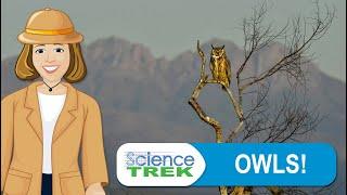 Owls! | Science Trek