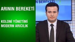 Arının Bereketi | Koloni Yönetimi ve Modern Arıcılık