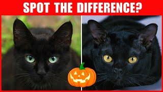 How to Tell The Difference Between Black Cats and Bombay Cats