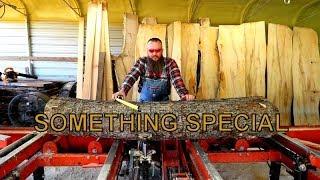 Harvesting an Apple Log on the Sawmill and finding Treasure under the bark