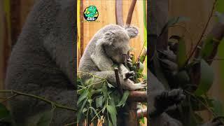 Funny Koala Videos /The Wild Funny Koala #short #shortsvideo #ytshorts #youtubeshorts #animalshorts