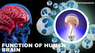 The Hidden Capabilities of the Human Brain | Function of Humen Brain