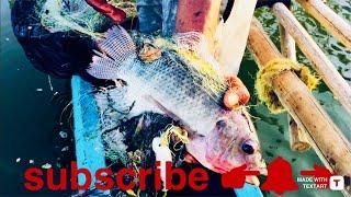 Fishing in tissa lake fish tilapi with natural filing 