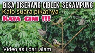 Suara PIKAT CIBLEK Ribut Tarung||Suara Pikat Ciblek Andalan @Ismailblusukan