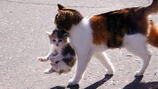 When Mother Cats Bring Their Kittens To You  Funny Cat Videos 2024