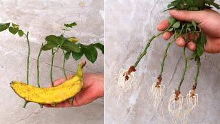 How to grow roses from cuttings in banana with building sand for beginners