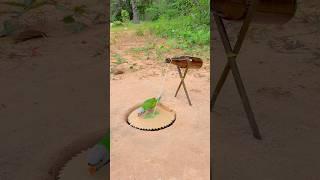 SIMPLE AND UNIQUE PARROT TRAP TECHNIQUE #youtubeshorts