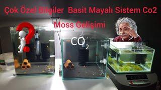 avsaraqua Karides Akvaryumu Çok Özel Bilgiler Basit Mayalı Sistem Co2 Moss Gelişimi #akvaryum #games