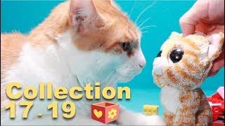 Simba and George | Bellboxes | Collection | Cute and funny cat