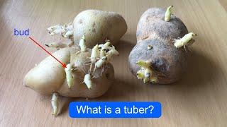 STEM TUBERS | Tuber | Modified Stem | What is a tuber? | Potato tuber
