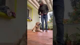 PawSpace doorstep training