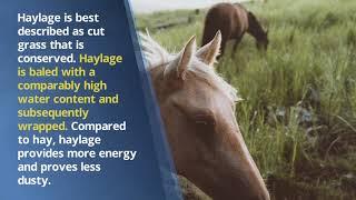 Which Type of Forage is Ideal for Your Horse - Richard Schibell Racing