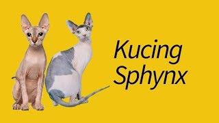 10 Fakta Kucing Sphynx—Kucing Telanjang!