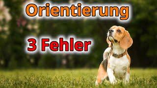 3 Fehler warum sich Dein Hund nicht an Dir orientiert!