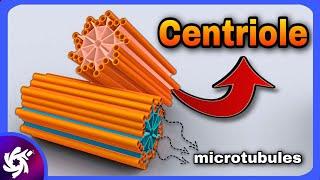 centriole in 3 Minutes - (structure and function)