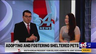 Adopting and Fostering Sheltered Pets