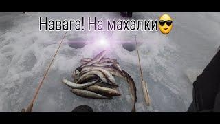Ловля Наваги, Реакция рыбы на БЛЕСНА