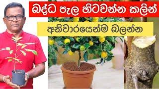 ඔබේ ගෙවත්තෙත් බද්ධ පැල හිටවලද? දැන්ම බලන්න | Grafting Tips | Ceylon Agri | Episode 355