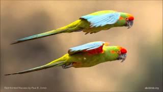 Red-fronted Macaw Calls