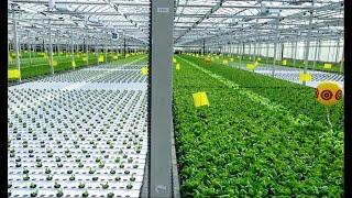 Floating hydroponic vegetables cultivation - Growing vegetables on the water