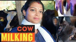 Cow Milking By Hand | Village Life | Cow Farming | How to milk a cow | Jyothimani | Vlog 114