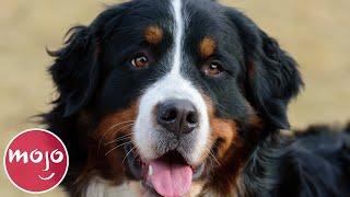 Top 10 Best Dog Breeds for Your First Dog