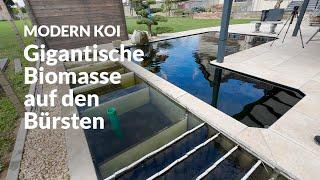 Bennis nur halb befüllter Riesenbürstenfilter | Modern Koi Blog #7235