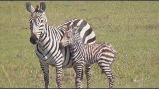 Amazing Africa - Wild Animal Documentary  - National Geographic