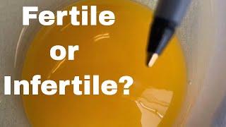 How To Tell If An Egg is Fertile Or Infertile