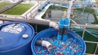 Recirculation Aquaculture System - RAS at SUMAJKT HQ