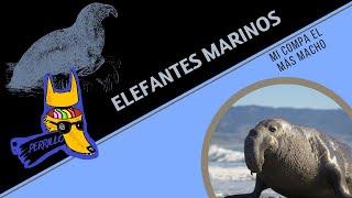 Elefantes Marinos: El Verdadero Macho Dominante| Ep 79 | CULTURA COLMILLUDA