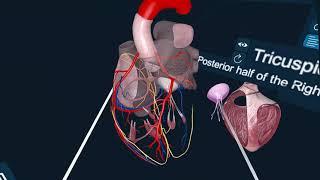 3D Organon XR anatomy module playtime