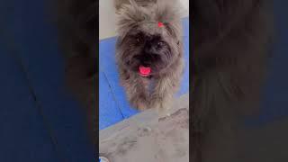 #TEDDY#petlovers #thedoghousemultihold #silkyteddy#doglove#ytshorts #viralvideo#shorts