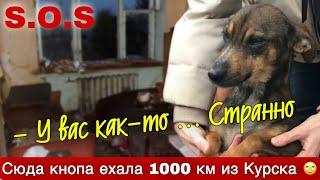 Из нового «дома» собаки, волонтёры вылетели в ужасе… Куда приехала Кнопа за 1000 км??