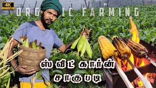 Life of Farmer ‍ | 100 DAYS IN 5 MINUTES | Growing Sweetcorn and Cooking | Tamil Native Farmer