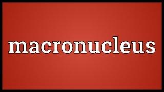 Macronucleus Meaning