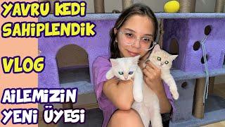 YAVRU KEDİ SAHİPLENDİK ! Pet Shop Alışverişi yaptık | VLOG | Işıl Güler & Babishko Family