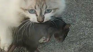 КОШКА УЧИТ КОТЯТ ЛОВИТЬ КРЫС И МЫШЕЙ. PIED PIPER CATS teach kittens.