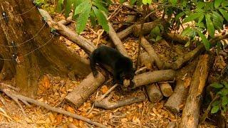 Bornean Sun Bear Conservation Centre (BSBCC), Sabah, Borneo, Malaysia GoPro 1080p