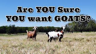 Are YOU sure YOU want Goats? Tips & Things to Know Before Getting Goats | Goat Video