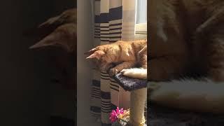 Ориентальная кошка разговаривает / oriental cat speaking