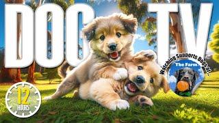 Cute Relaxing Puppy Video  12 Hours Puppies Playing  Relaxing Music for Dogs  Anti Anxiety Dog TV