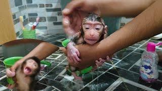 Oh no⁉️ the baby monkey just went ber_serk and screa_med when it first bathed without warm water
