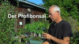 Bonsai. So sollte ein Bonsai aussehen oder was ist wichtig bei einem guten Bonsai