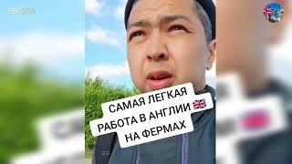 Англия/ Самая лёгкая работа в Англии на фермах.