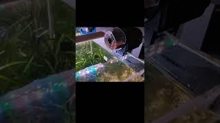 Automatic Fish Feeder for Aquarium | Fish Food Dispenser | Sobo Automatic Food Feeder #shorts