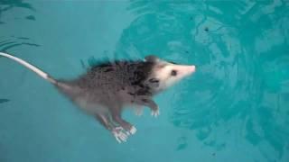 Baby opossum swimming, playing dead & More!