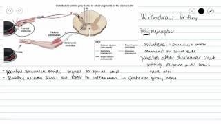 Withdraw Reflex (flexor reflex)