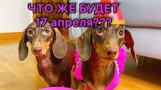 КУДА СОБИРАЮТСЯ ЧАПИТОСИКИ? Что за секретное мероприятие?